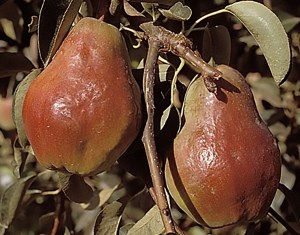 Sensation Red Bartlett Pear